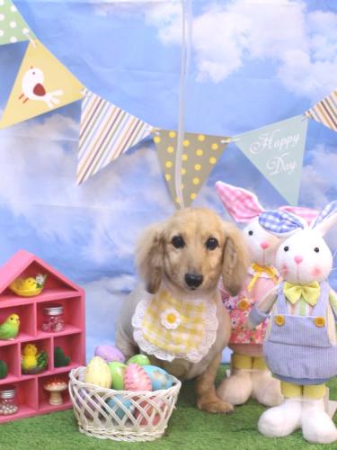 20240305ここあちゃん